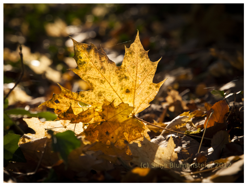 Golden October