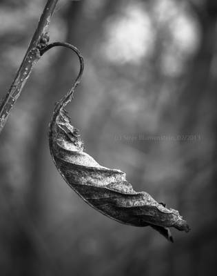 Still swinging by Vampirbiene