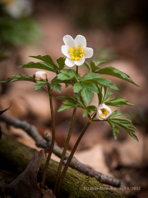 Fresh Spring by Vampirbiene