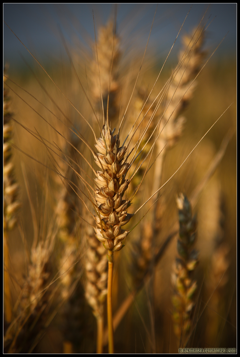 Fields Of Gold