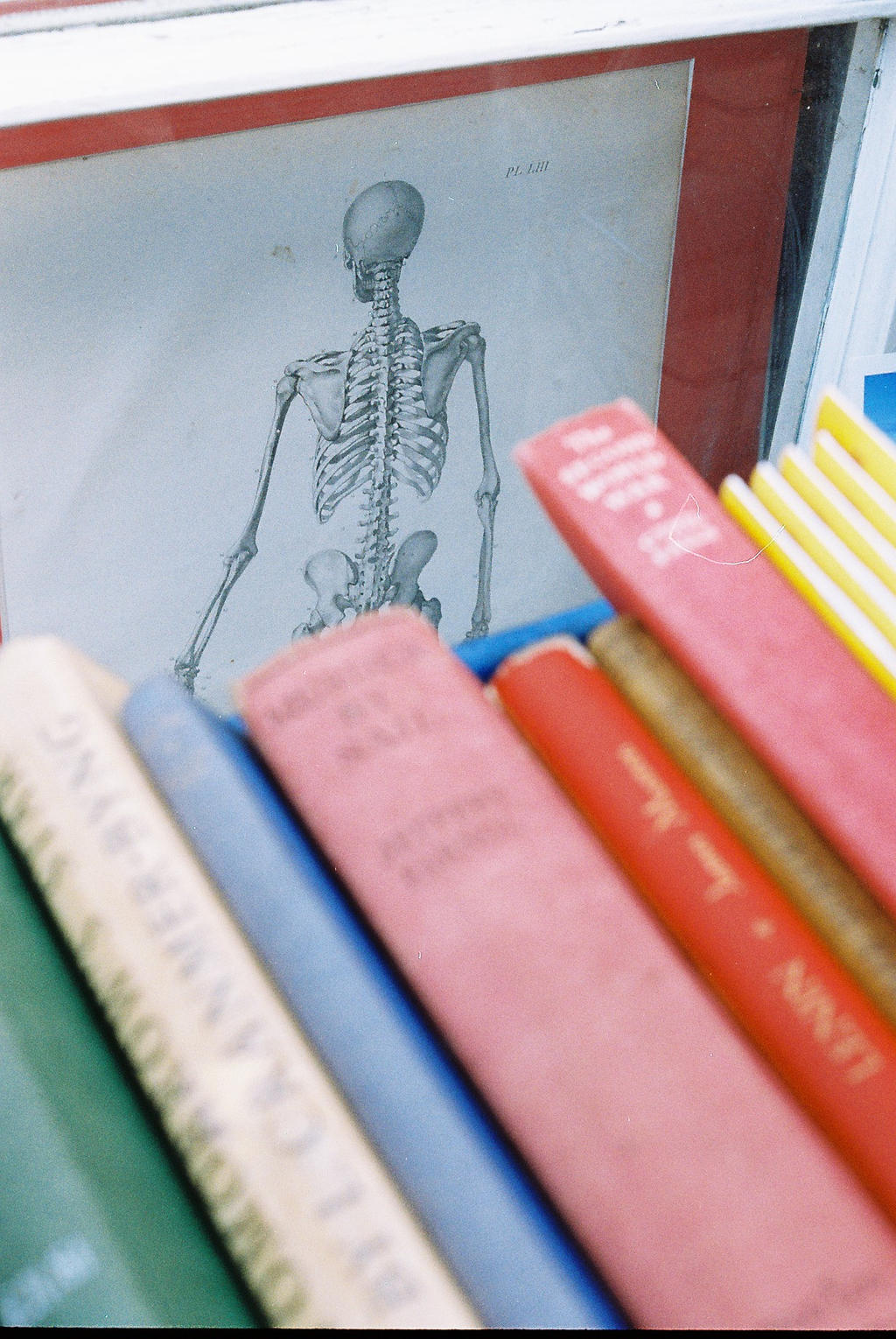 Skele by Lizzy-Owen on DeviantArt