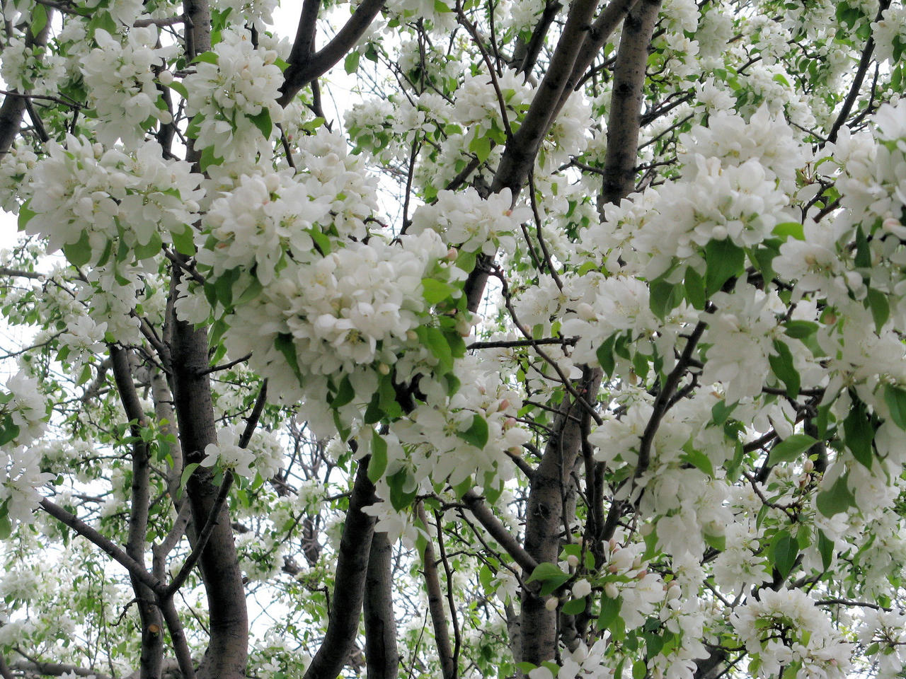 Florishing Tree Flourishing Trees by emilymh2018 on DeviantArt