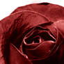 Dark Red Rose