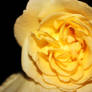 Yellow Rose IV