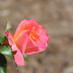 Pink and Orange Rose