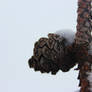 Pinecone with Snow