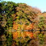 Reflections of Autumn