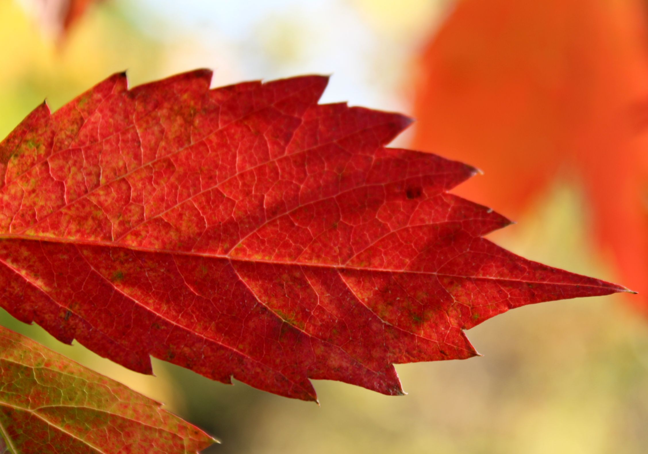 Colorful Red Autumn Leaf