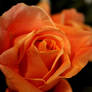 Peach Rose