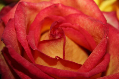 Pink and Yellow Rose