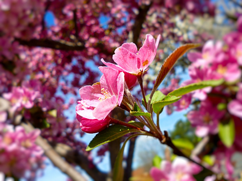 Pink Tree Blossoms 2