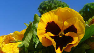 Yellow and Purple Pansy