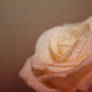 Soft Warm Rose
