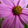 Blooming Pink Flower