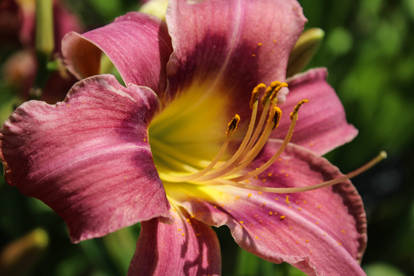 Mountain Violet Day Lily