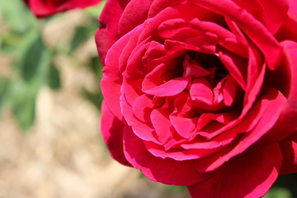 Red Flower Rpse Thriving Red Rose Flower by emilymh2018 on DeviantArt