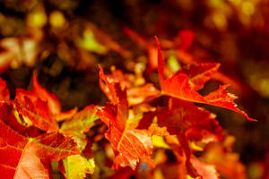 Fiery Autumn Leaves