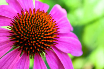 Brilliant Pink Coneflower