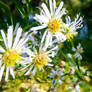 Small Blooming White Wildflowers