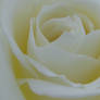 Flourishing White Rose Bloom