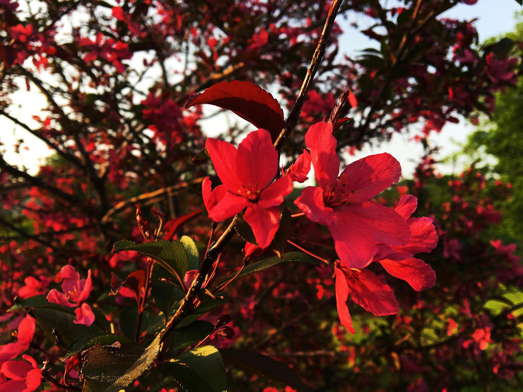 Blossoming Red Spring Tree by emilymh2018 on DeviantArt