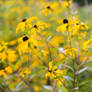 Flowering Golden Blossoms