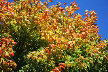 Orange and Green Fall Leaves II