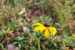 Blossoming Black-Eyed Susan Flower