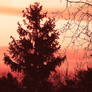 Sunrise and Evergreen Tree