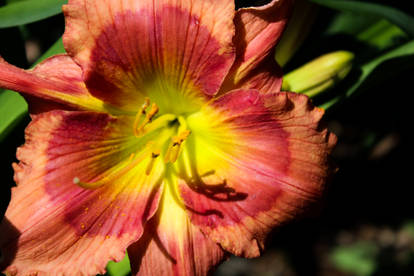 Bright Pink and Yellow Daylily