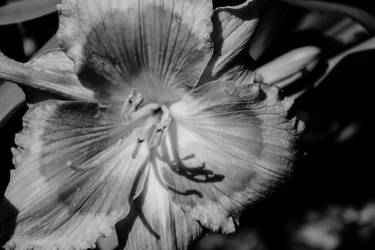 Black and White Flowering Daylily