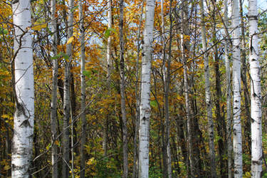 Birch Trees and Autumn Leaves by emilymh2018