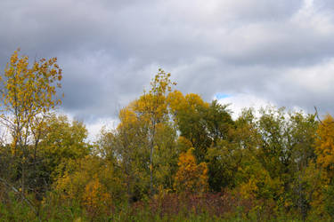 September Minnesota Treescape II by emilymh2018