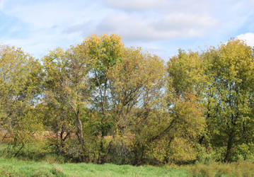 Trees Outdoors in Late September IV by emilymh2018