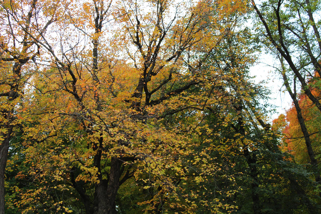 Trees on Shady Ridge by emilymh2018 on DeviantArt
