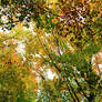 Brown and Green Fall Tree Leaves