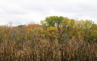 Minnesota Autumn Tree Landscape