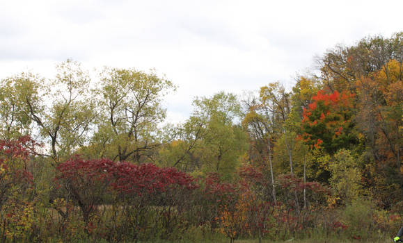 Early October Minnesota Treescape by emilymh2018