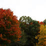 Red, Green, Yellow, and Orange October Trees