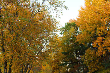 Colorful Gold and Green October Trees by emilymh2018