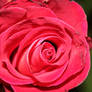 Radiant Flowering Pink Rose Bloom
