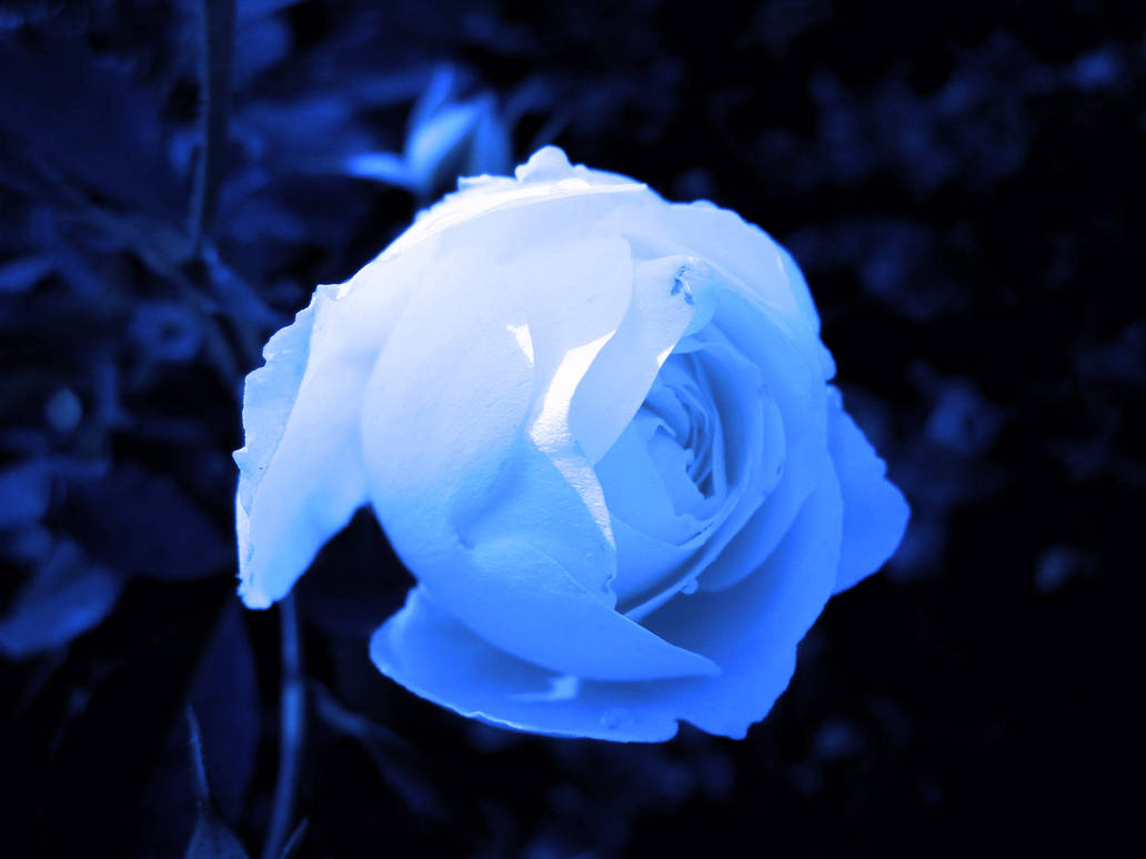 Blooming Light Blue Rose Flower by emilymh2018 on DeviantArt