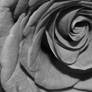 Black and White Rose Floral Macro