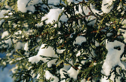 Green Shrub with Winter Snow II