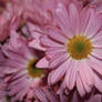 Pastel Pink Thriving Floral Spring Blooms