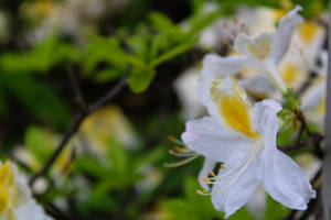 Blooming Azalea Plant