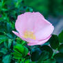 Blossoming Pastel Pink Shrub Rose Flower