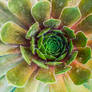 Green Succulent Plant