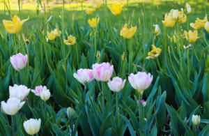 Pink and Yellow Blooming Tulip Flowers