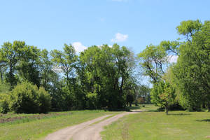 Landscape with Trees and Dirt Road